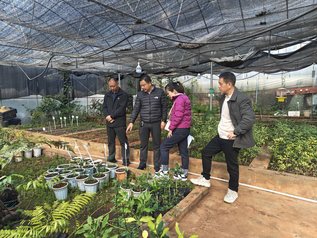 调研组实地查看中心珍稀濒危野生植物苗木保育室