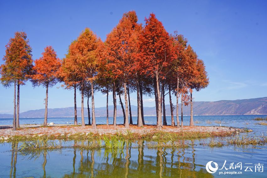 洱海岸邊的水杉美景。馬雯攝