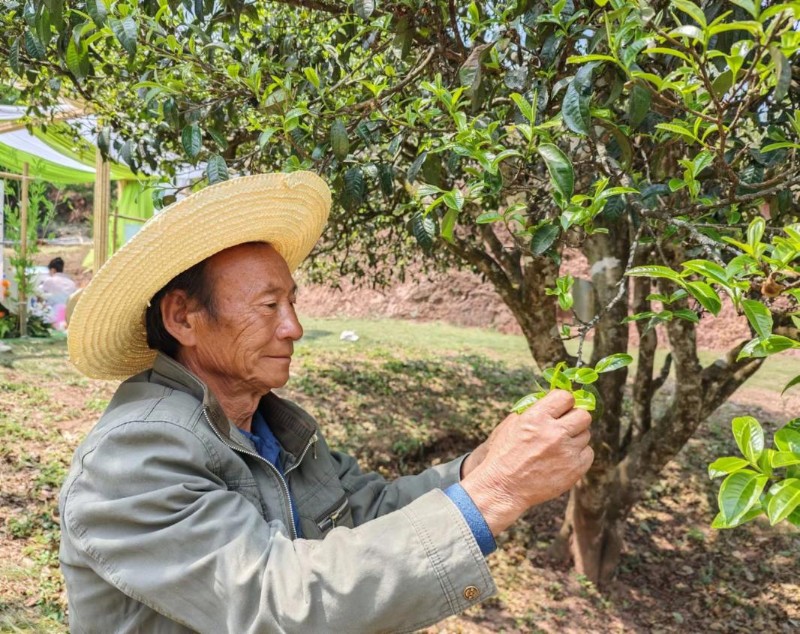 羅景良和他的古樹茶王