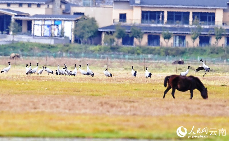 云南香格里拉納帕海迎來今年首批越冬黑頸鶴。 陳志明 攝