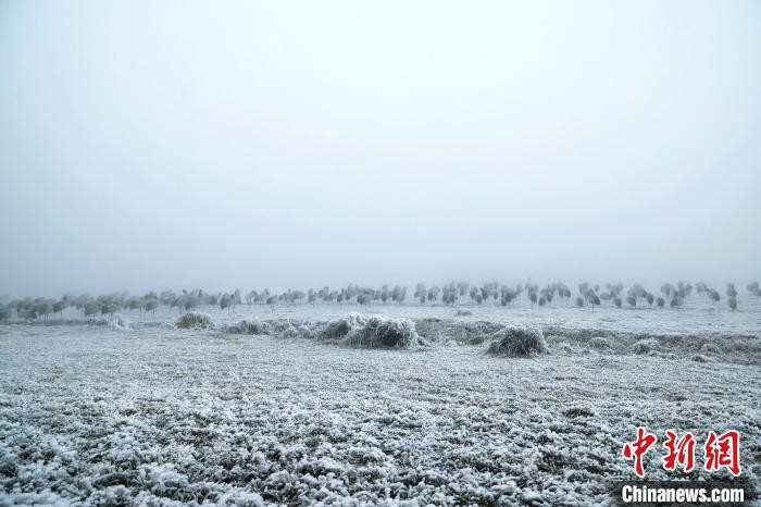 云南大山包黑頸鶴冬日雪中覓食展生態(tài)和諧圖景