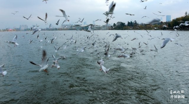 （采訪(fǎng)傳編輯）昆明觀鷗季“海陸空”全方位攻略，記者帶您玩轉(zhuǎn)冬日浪漫，水上觀鷗巴士觀紅嘴鷗.jpg