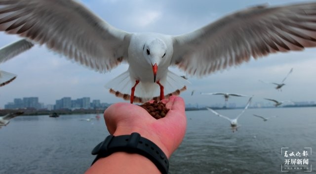 （采訪(fǎng)傳編輯）昆明觀鷗季“海陸空”全方位攻略，記者帶您玩轉(zhuǎn)冬日浪漫，水上觀鷗巴士喂紅嘴鷗.jpg