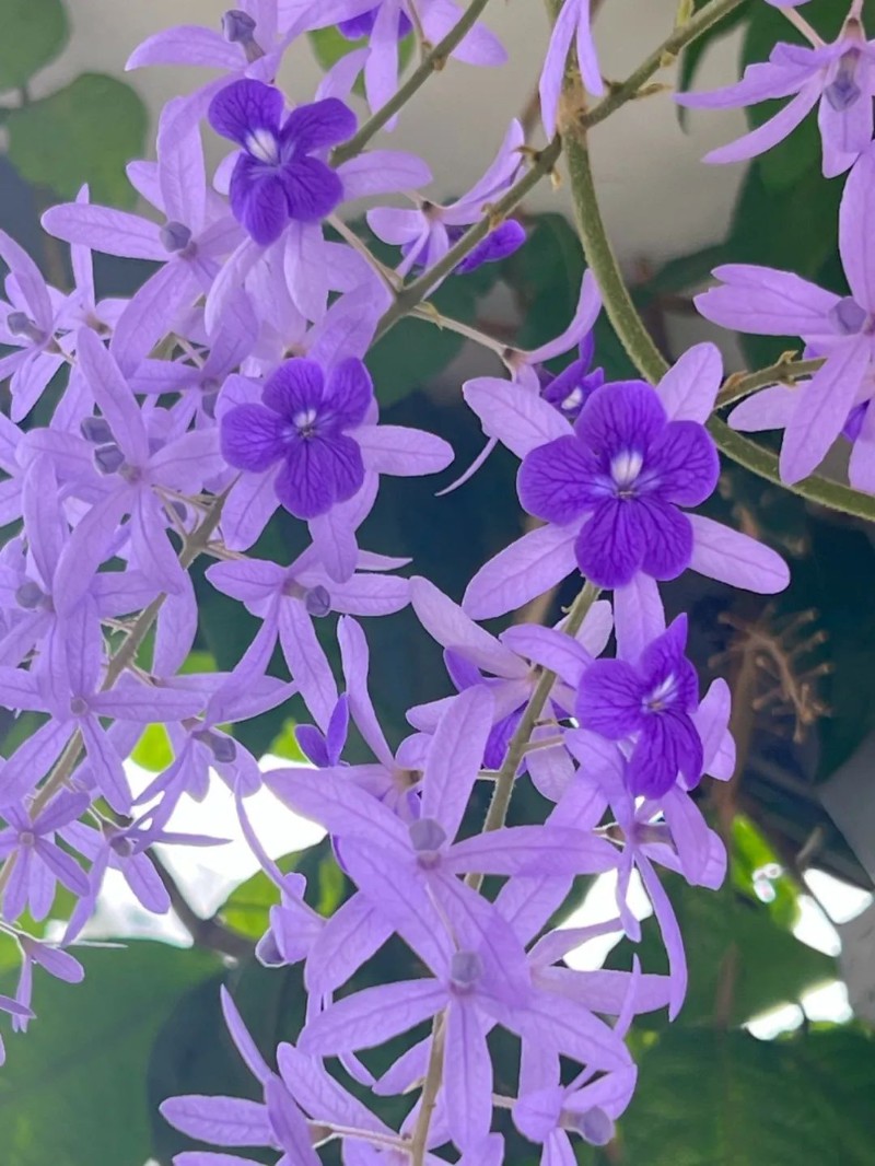 我家蓝花藤开出一面墙！植物专家：等等，你确定那是花在开？这