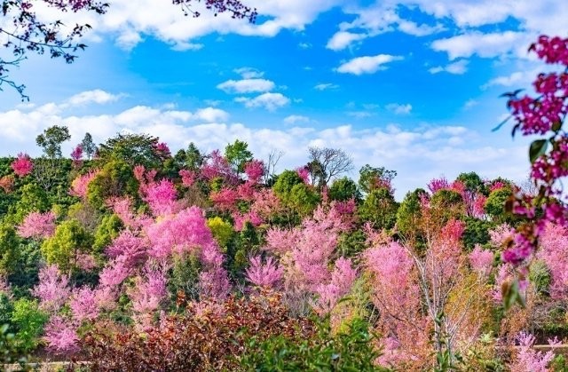 景邁山千年古茶園里，冬櫻盛放燦若云霞