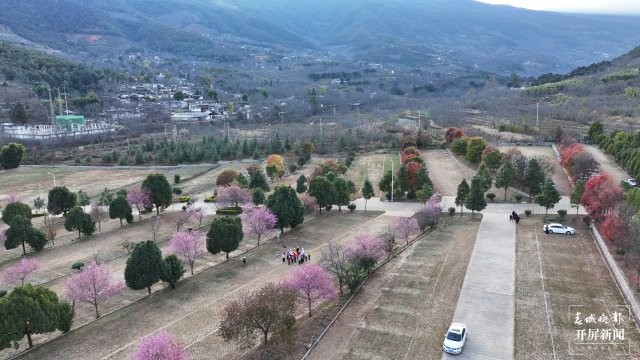 （采訪傳編輯）美好生活在云南 雞足山櫻花綻放，冬日里的粉色浪漫（有視頻） (1).jpg