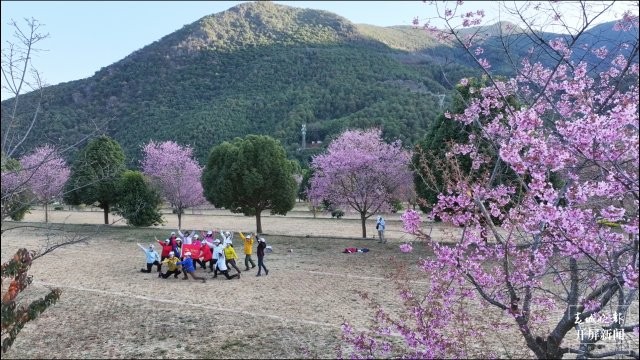 （采訪傳編輯）美好生活在云南 雞足山櫻花綻放，冬日里的粉色浪漫（有視頻） (5).jpg