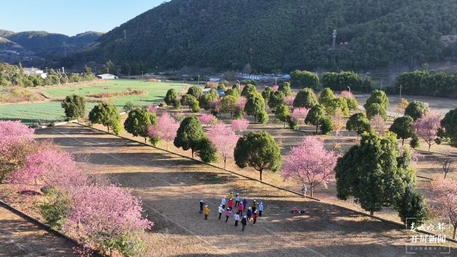 （采訪傳編輯）美好生活在云南 雞足山櫻花綻放，冬日里的粉色浪漫（有視頻） (3).jpg