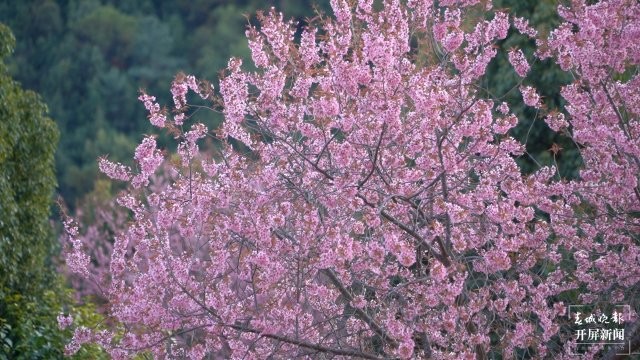 （采訪傳編輯）美好生活在云南 雞足山櫻花綻放，冬日里的粉色浪漫（有視頻） (4).jpg