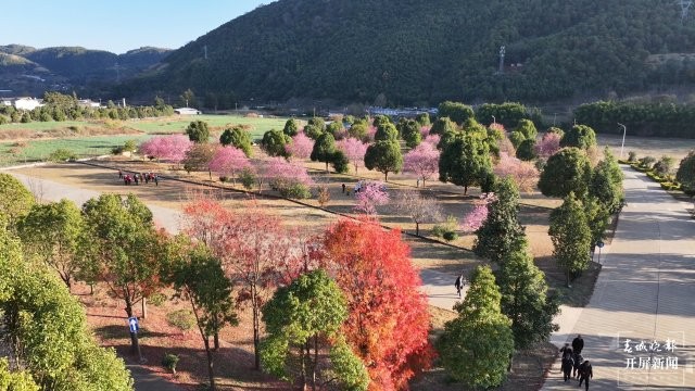 （采訪傳編輯）美好生活在云南 雞足山櫻花綻放，冬日里的粉色浪漫（有視頻） (2).jpg