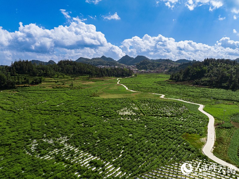 文山州馬關(guān)縣紅果參種植基地。楊志軍攝