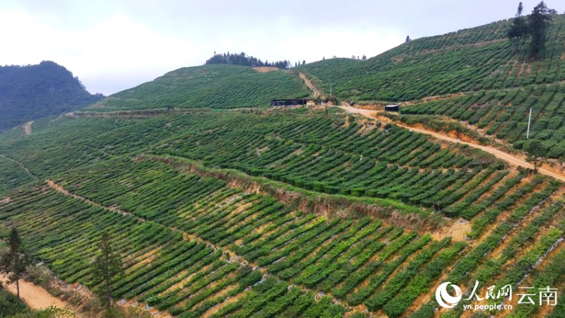 文山州馬關(guān)縣紅果參種植基地。楊志軍攝