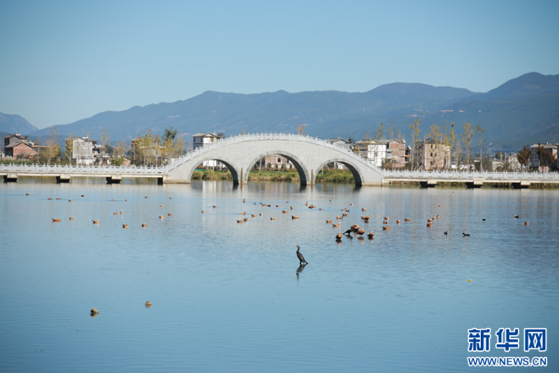 候鳥翩躚，云南省大理白族自治州鶴慶縣草海濕地風(fēng)景如畫（12月10日攝）。新華網(wǎng)發(fā)（唐忠宇 攝）