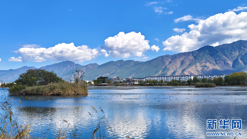 候鳥翩躚，云南省大理白族自治州鶴慶縣草海濕地風(fēng)景如畫（12月10日攝）。新華網(wǎng)發(fā)（吳金勇 攝）