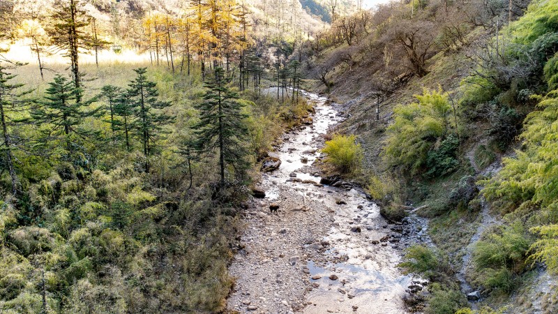 貢山羚牛生活環(huán)境。高玉生 攝