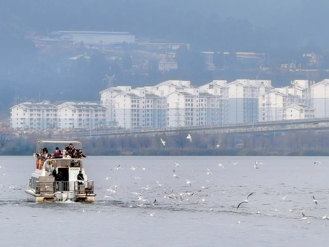 草海海鷗逐游船.jpg