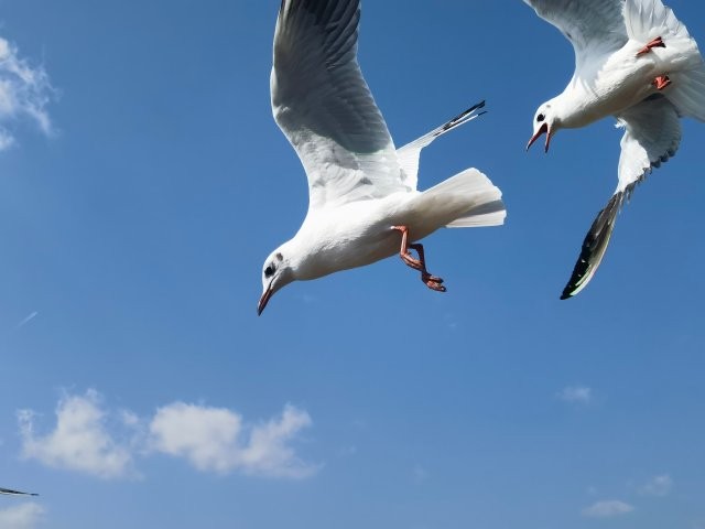 海洪濕地海鷗.jpg