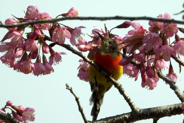 藍(lán)喉太陽(yáng)鳥(niǎo)（亞成體） 艾懷森攝.JPG