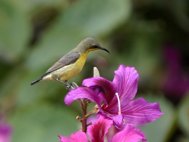 紫色花蜜鳥(niǎo)（雌） 艾懷森攝.JPG