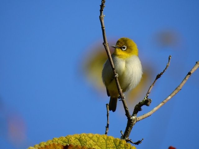 灰腹繡眼鳥(niǎo) 侯云鵬攝.jpg