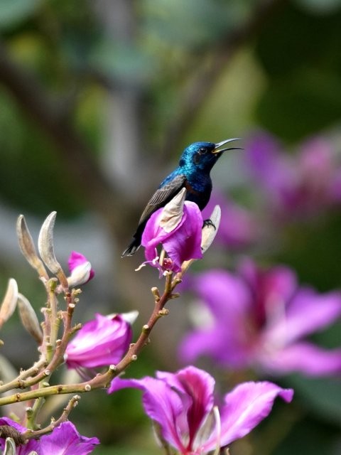 紫色花蜜鳥(niǎo)（雄） 艾懷森攝.JPG