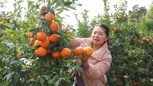 （昆滇傳頻道）楚雄州雙柏縣：鮮果飄香引客來.png