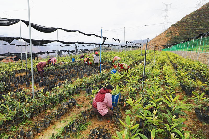 “華白一號”枇杷苗圃基地一派繁忙景象。