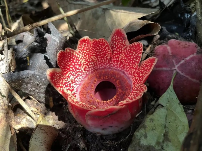 盛開的寄生花。勐遠(yuǎn)仙境景區(qū) 勐臘縣委宣傳部 供圖