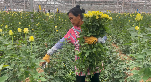 （昆滇傳頻道）楚雄雙柏： 花卉銷售實(shí)現(xiàn)“開(kāi)門(mén)紅”4.png