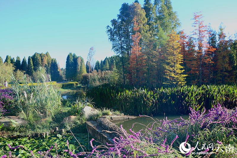 星海半島濕地公園中層次分明的自然景觀發(fā)揮著對(duì)污染負(fù)荷的削減作用。人民網(wǎng) 雷霽 攝