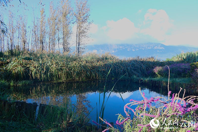 星海半島濕地公園改造升級(jí)提升了濕地的水質(zhì)凈化功能。人民網(wǎng) 雷霽 攝