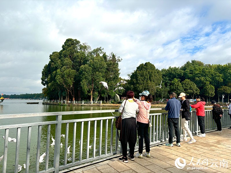 星海濕地公園中，游人與紅嘴鷗愉快互動(dòng)。人民網(wǎng) 雷霽 攝