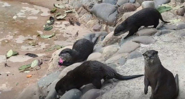 游客向昆明動物園水獺扔這種東西