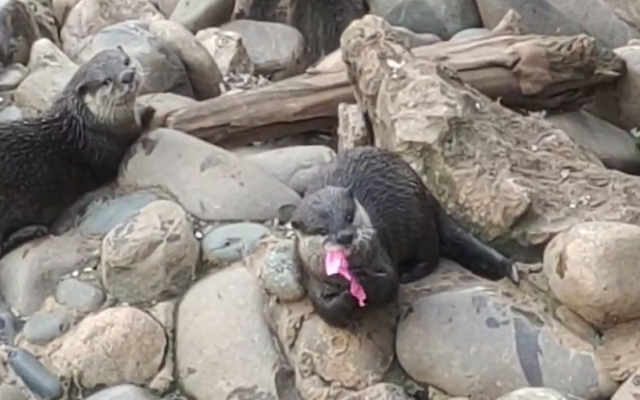 游客向昆明動物園水獺扔這種東西