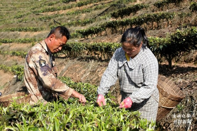 會連村茶農(nóng)正在采摘2025年第一波茶葉（董建華攝） (1).JPG