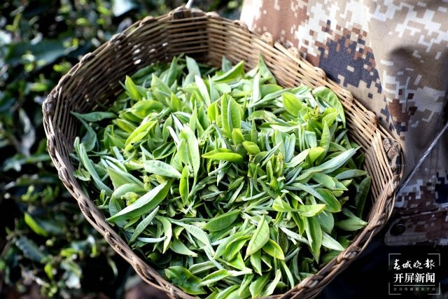 會連村茶農(nóng)收獲的茶葉（董建華攝）.JPG