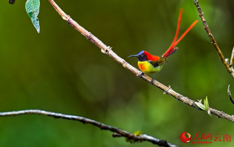 火尾太陽鳥。李進(jìn)明攝