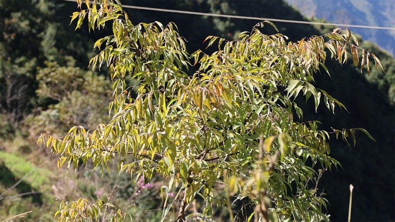 平當樹是國家二級重點保護野生植物，瀕危（EN），極小種群野生植物。