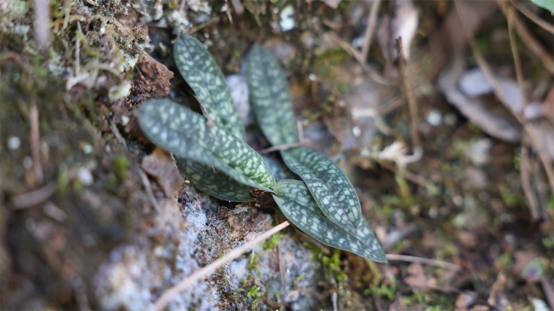 杏黃兜蘭是國家一級重點保護野生植物，極危（CR），極小種群野生植物，多年生草本植物。