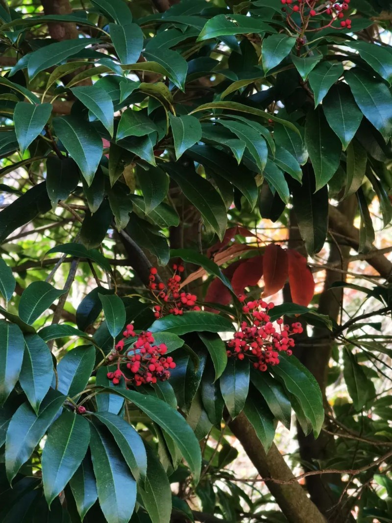 球花石楠。供圖