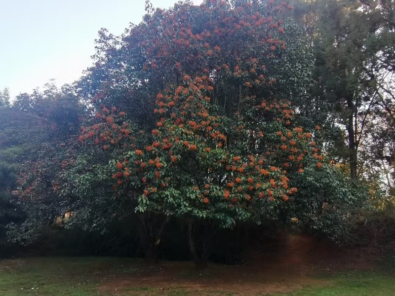 球花石楠葉翠、花白、果實紅。供圖