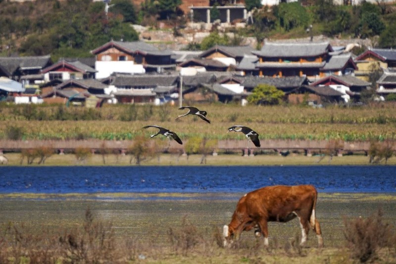 人鳥和諧共生的拉市海。（和云峰 攝）