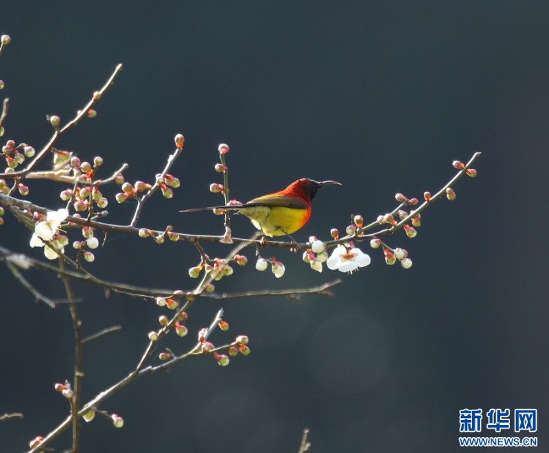 云南騰沖，鳥兒在櫻花枝頭嬉戲（1月13日攝）。新華網(wǎng)發(fā)（趙輝 攝）