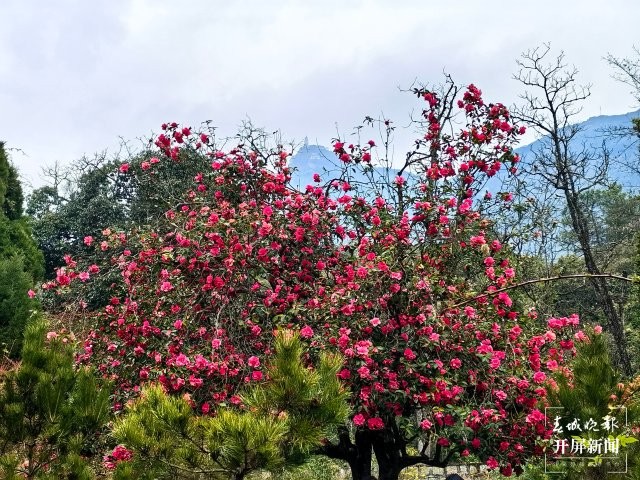 (報(bào)版) 美好生活在云南 雞足山古茶花迎來(lái)最美花期 (11).jpg