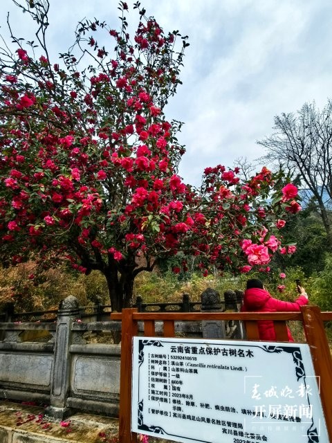 (報(bào)版) 美好生活在云南 雞足山古茶花迎來(lái)最美花期 (12).jpg