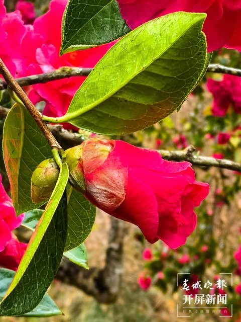 (報(bào)版) 美好生活在云南 雞足山古茶花迎來(lái)最美花期 (23).jpg