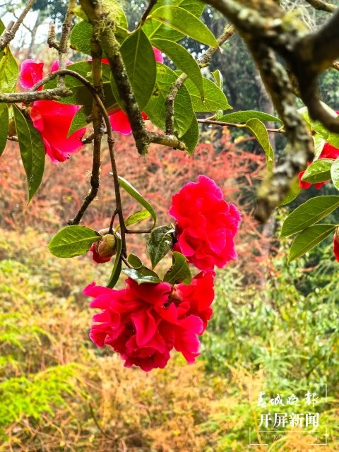 (報(bào)版) 美好生活在云南 雞足山古茶花迎來(lái)最美花期 (28).jpg