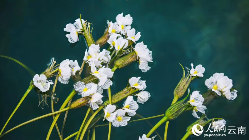 大理洱源人工種植的海菜花。羅新才攝