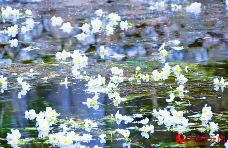 大理劍湖之源盛開的海菜花。楊曉霞攝