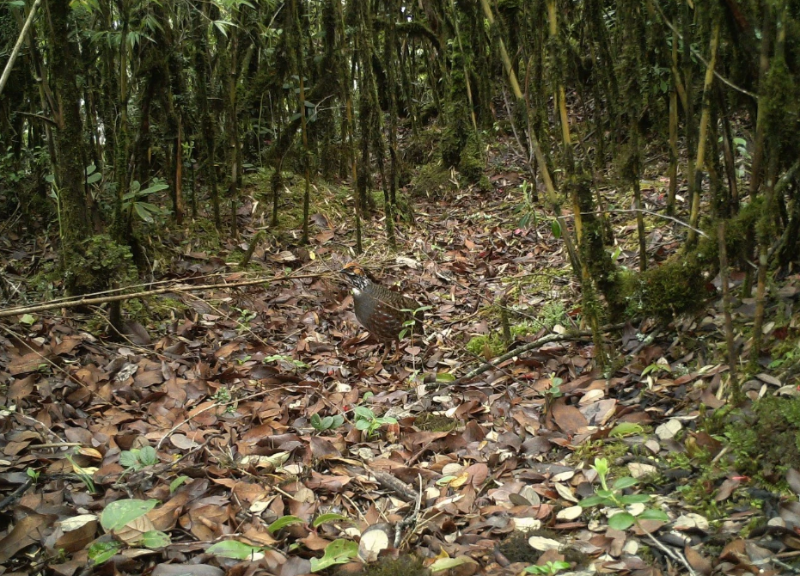 環(huán)頸山鷓鴣